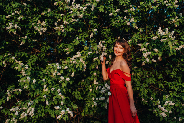Portrait of a young beautiful girl with long brown hair, in a long red dress against the background of a huge flowering Bush of white lilac - Fotó, kép