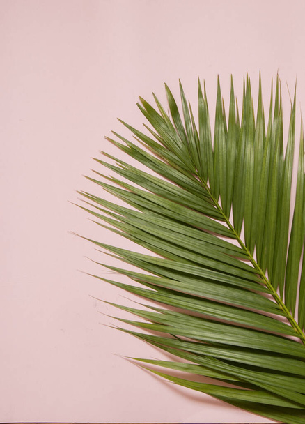 Palm tree branch on pink background - Foto, afbeelding