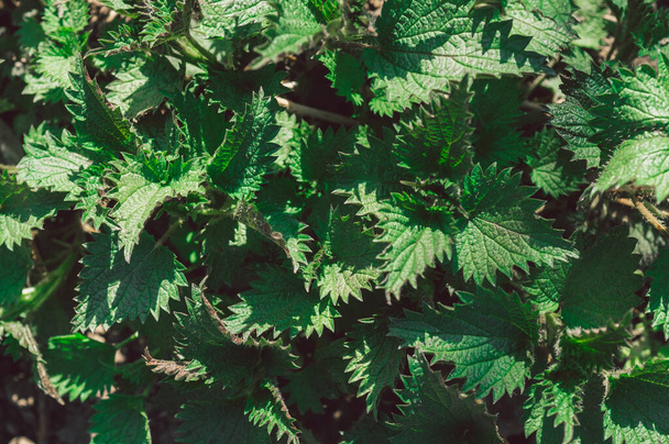 Medicinal herbs or food herbs. Young nettle or common nettle. Perennial flowering plant - 写真・画像
