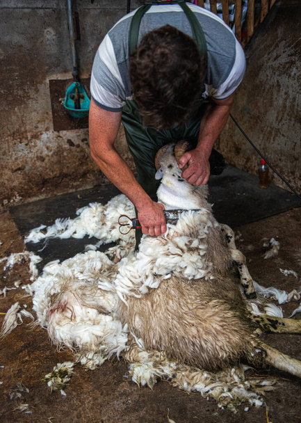 Una tosatrice distrugge manualmente una pecora in una fattoria irlandese
 - Foto, immagini