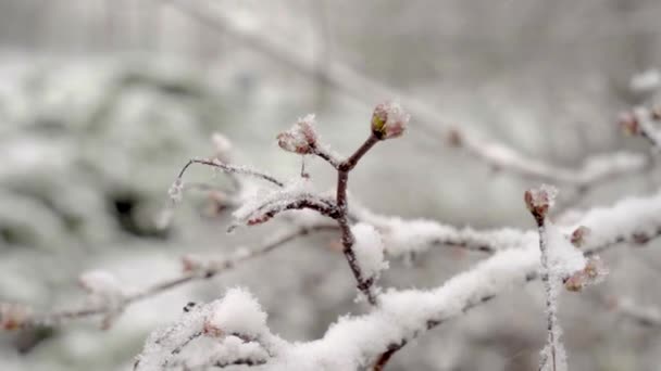 nagłe opady śniegu w środku wiosny pokryły wszystkie drzewa, kwiaty klonu i młode liście śniegiem - Materiał filmowy, wideo