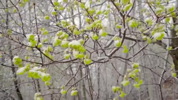 μια ξαφνική χιονόπτωση στα μέσα της άνοιξης κάλυψε όλα τα δέντρα, τα λουλούδια σφενδάμου και τα νεαρά φύλλα με χιόνι - Πλάνα, βίντεο