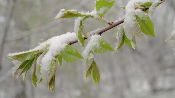 μια ξαφνική χιονόπτωση στα μέσα της άνοιξης κάλυψε όλα τα δέντρα, Prunus virginiana λουλούδια και νεαρά φύλλα με χιόνι - Πλάνα, βίντεο