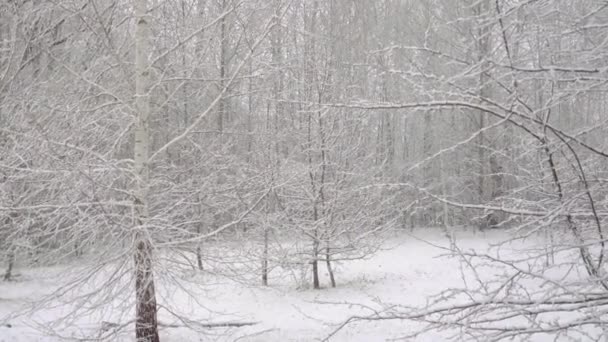 nagłe opady śniegu w środku wiosny pokryły wszystkie drzewa, kwiaty Prunus virginiana i młode liście śniegiem - Materiał filmowy, wideo