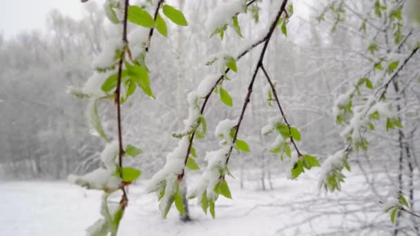 春になると雪に覆われた木々やプヌス・バージニアの花や若い葉に雪が積もっていました - 映像、動画