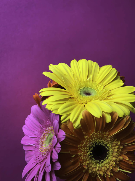 Nahaufnahme 3 gelb orange rosa Gerbera-Gänseblümchen-Blüten auf leuchtend violettem Hintergrund mit Platz für die Muttertagspostkarte - Foto, Bild
