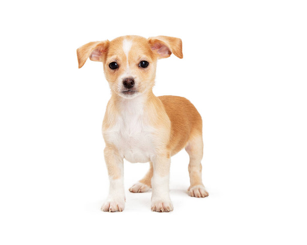 Pequeño cachorro blanco y marrón con patas cortas y orejas flojas mira a la cámara con calma mientras se encuentra aislado sobre fondo blanco
 - Foto, imagen