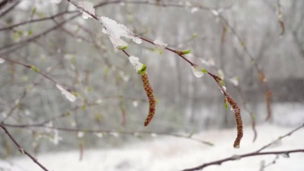 a sudden snowfall in mid-spring covered all the trees, birch flowers and young leaves with snow - Footage, Video