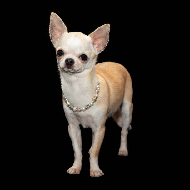Pequeno cão branco calmamente fica e olha em frente, enquanto vestindo colar de jóias fantasia contra fundo preto
 - Foto, Imagem