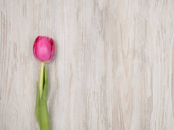 Tulipano rosa su sfondo grigio. La vista dall'alto
. - Foto, immagini