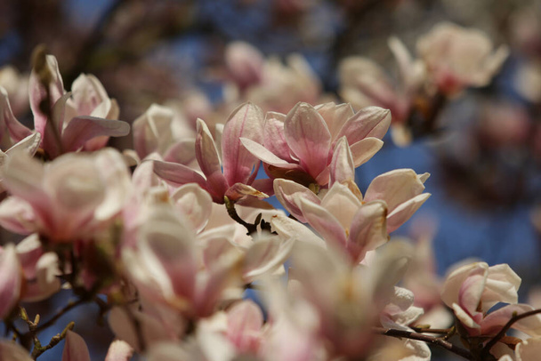Magnolia virginiana L. Magnolia - Photo, Image