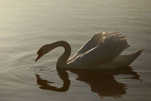 Mute Swan, cygnus color - Фото, изображение