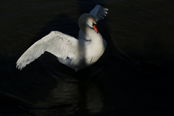 Mute Swan, cygnus color - Фото, изображение