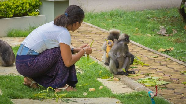 Frau in Sarong kniet nieder und betrachtet erwachsene und kleine Dusky Monkeys in Lommuak, Thailand - Foto, Bild