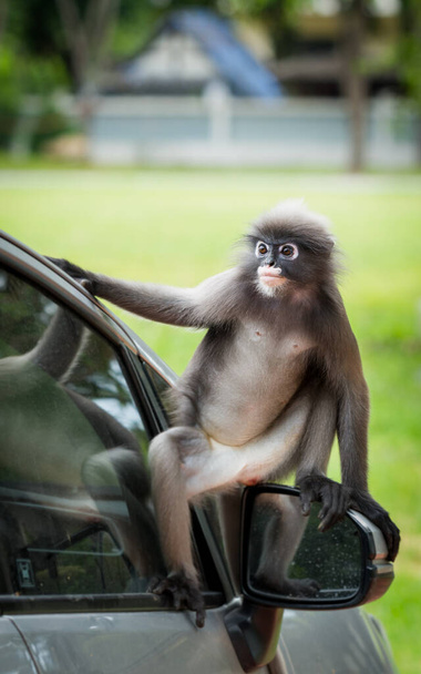 Dusky Monkey сидять на дзеркалі автомобіля з відображенням у вікні в Ломмуак Таїланд - Фото, зображення