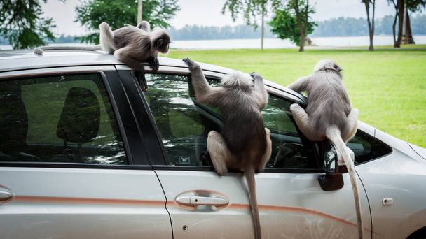 Троє Дюскі Монкі сидять на машині і дивляться усередину в Ломмуак Таїланд. - Фото, зображення