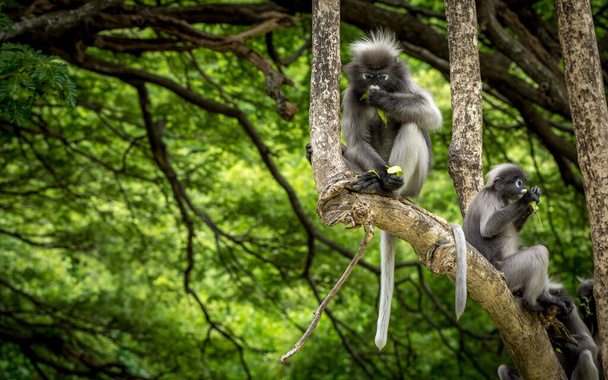 Дурні мавпи сидять на деревах з хвостами, що звисають у місті Хоа - Ломмуак (Таїланд). - Фото, зображення