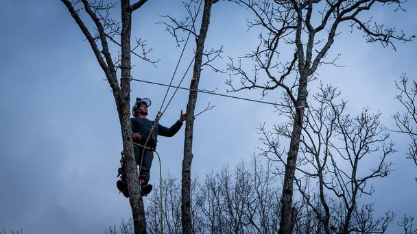 ロープからぶら下がって木を切るチェーンソーとヘルメットを持つ労働者 - 写真・画像