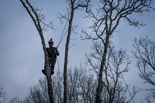 Arbeiter mit Kettensäge und Helm hängt am Seil und fällt Baum - Foto, Bild