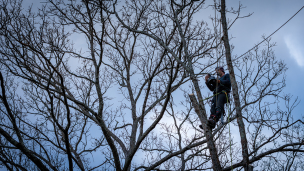 Láncfűrésszel és sisakkal ellátott munkás, aki kötélen lóg és fát vág - Fotó, kép