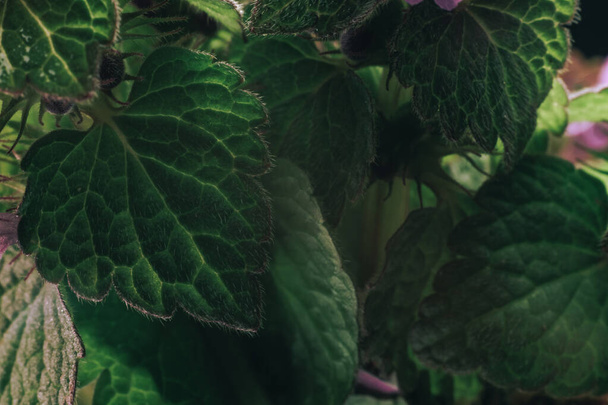 Pembe akış arkaplan dokusuna sahip güzel bitki yaprağı. Makro Fotoğraf Görünümü. - Fotoğraf, Görsel