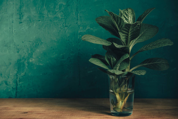 Gyönyörű zöld növény vázában egy régi fa asztalon. Zöld fal háttér. - Fotó, kép