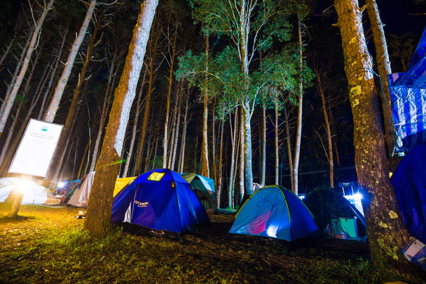 Camping tent in pine tree forest at night outdoor activity - Photo, Image
