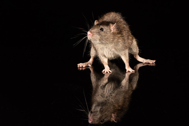 Una rata común en una superficie reflectante. El entorno es negro con espacio de copia
 - Foto, imagen