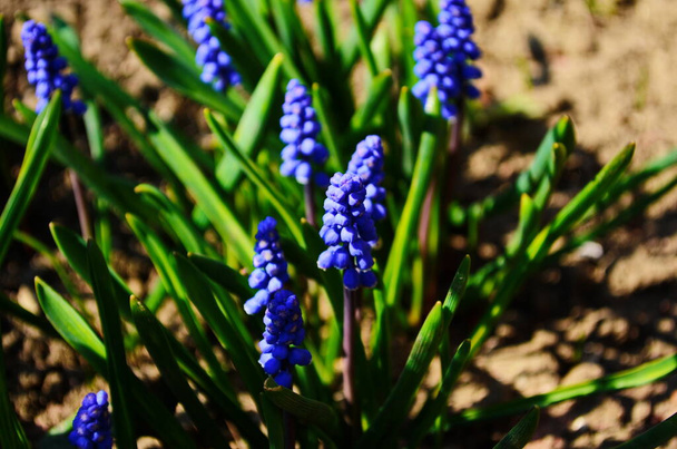 Makro Photo keväällä kasvi kukka Muscari armeniacum. Tausta violetti kukkia muscari vihreät lehdet. Sininen Muscari villikukka kasvaa maassa
 - Valokuva, kuva