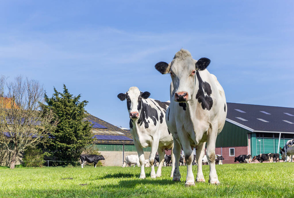 Αγελάδες Holstein σε αγρόκτημα στο Gaasterland, Κάτω Χώρες - Φωτογραφία, εικόνα