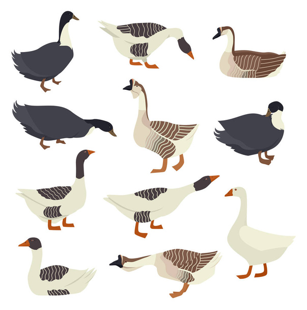 Geese and ducks Flat vector illustrations Isolated objects set - Vektor, obrázek