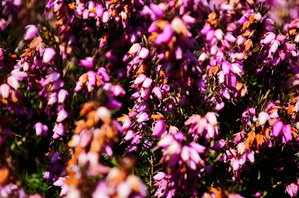 Closeup of pink flowers on a heather plant, Erica carnea, variety December Red - Photo, Image