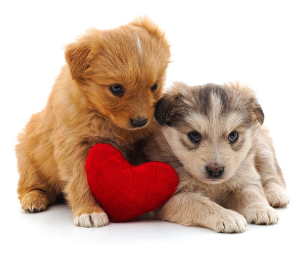 Twee puppies en hart geïsoleerd op een witte achtergrond. - Foto, afbeelding