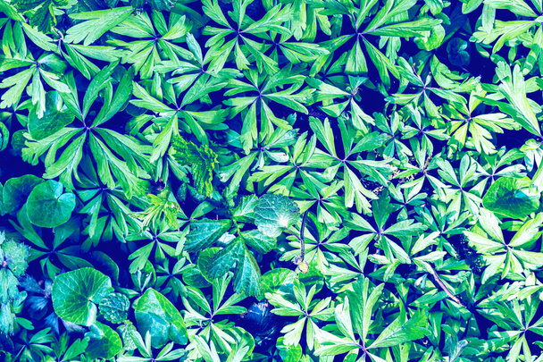 Texture of young cyan plant sprouts. Early spring. Abstract background for design. - Foto, Imagem