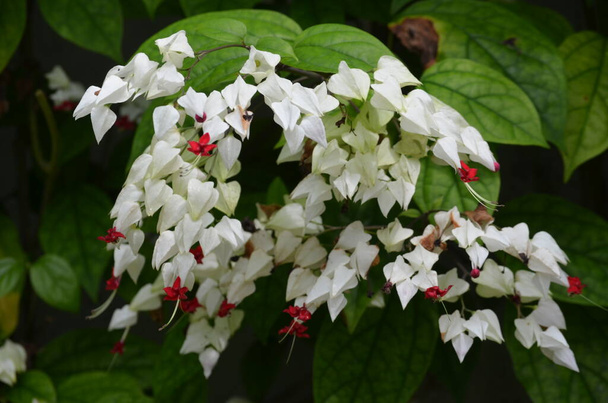 White flowers of Clerodendrum thomsoniae plant commonly known as bleeding heart vine, glory bower or bagflower, and green leaves in a garden in a sunny spring day beautiful outdoor floral background - Photo, Image