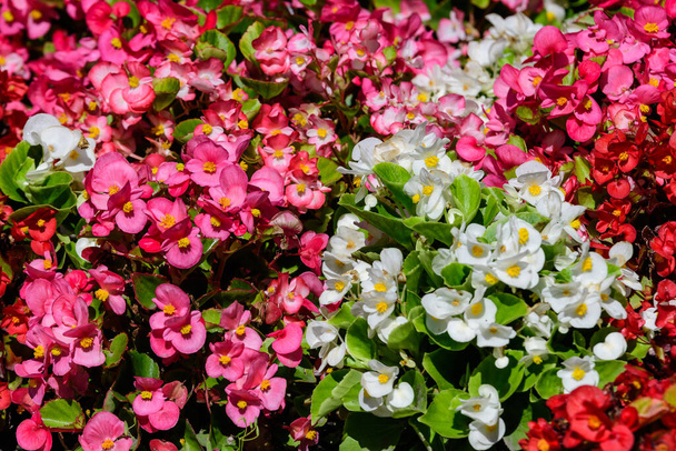 Закрыть тонкие маленькие розовые и белые цветки бегонии со свежими зелеными листьями в садовом горшке в солнечный летний день, многолетние цветочные растения семейства Бегониевые, яркий цветочный фон
 - Фото, изображение