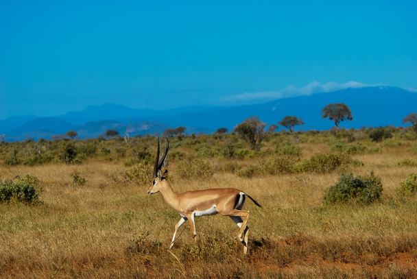 Gazelle - Foto, afbeelding
