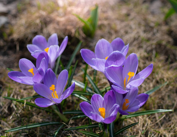 Fresh flowers of purple crocus in spring in the garden. - Фото, зображення