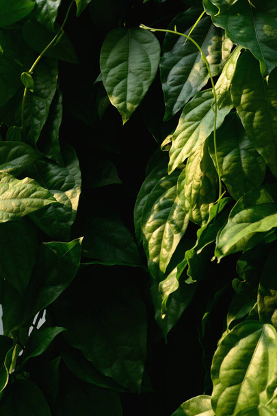 Tiliacora triandra green leaves pattern background. - Fotó, kép