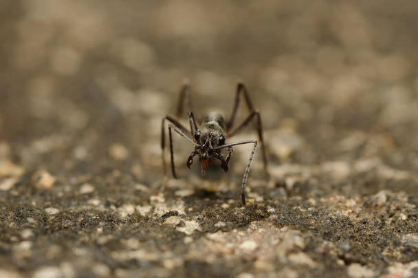 Duvardaki Karınca 'ya bakan bir cepheye yaklaş  - Fotoğraf, Görsel