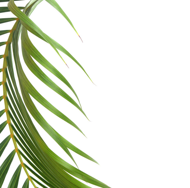 zelený list palmy na bílém pozadí s výstřižkem cesta - Fotografie, Obrázek