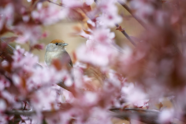 Spring in the garden, singing bird theme. Eurasian blackcap, Sylvia atricapilla, female. Portrait of  bird with brown capped head among pink flowers against green background. April, Europe. - Photo, Image