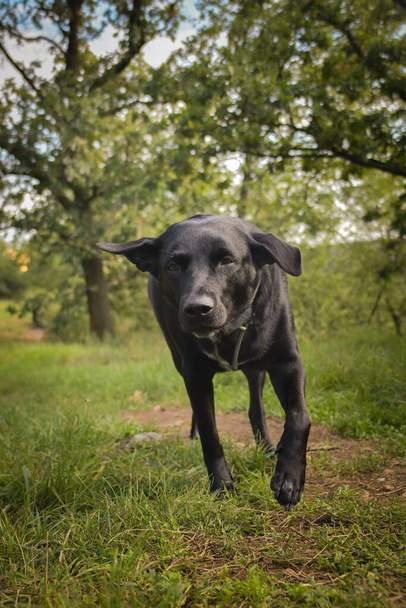Černý pes běží po cestě v přírodě. Je po útěku, takže je tak šťastná. - Fotografie, Obrázek