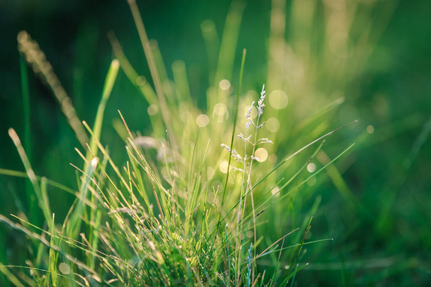 Drops of morning dew on the grass. - Fotoğraf, Görsel