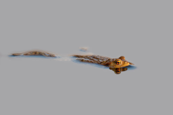 Erdkröte oder Europäische Kröte, Bufo bufo in natürlicher Umgebung, schwimmend auf Frühlingsteich, zeigt seine orangefarbenen Augen - Tschechische Republik, Europa Tierwelt - Foto, Bild