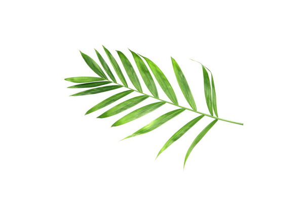 тропічна природа зеленого пальмового листя ізольований візерунок фон
 - Фото, зображення