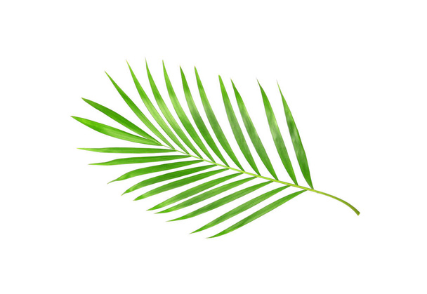 tropical nature green palm leaf isolated on white pattern background - Φωτογραφία, εικόνα