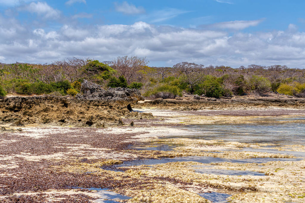 скалистый пляж в Анциранане во время отлива, пейзаж залива Диего Суарес, Мадагаскар красивая чистая природа с голубым небом и водой, дикая природа Африки
 - Фото, изображение