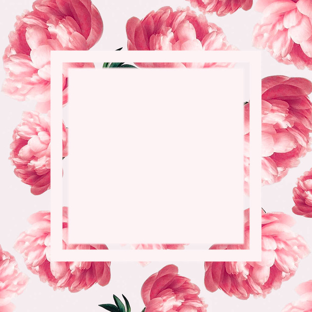 Ροζ πιόνια λουλούδια σε ανοιχτό φόντο. Ταχυδρομικές κάρτες, πλαίσιο. - Φωτογραφία, εικόνα