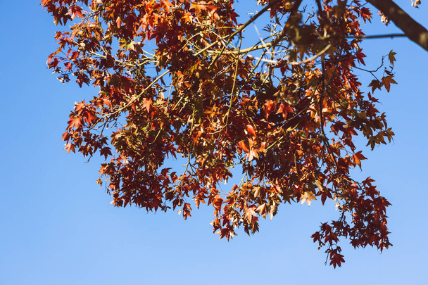 japanese maple tree with beautiful autumn foliage with red leaves and blue sky behind it - Фото, зображення